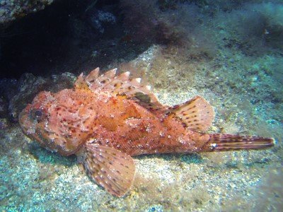 Großer Roter Drachenkopf Meersau Scorpaena scrofa knochenfisch bild tauchen kanaren kanarische inseln atlantik atlantischer Ozean