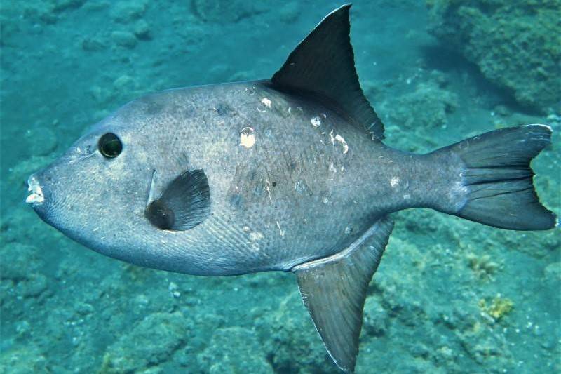 Ozean Druckerfisch Canthidermis Sufflamen Tauchen Auf Den Kanaren