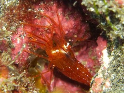 Borstenschwanz-putzergarnele Lysmata seticaudata krebstiere arten tauchen auf den kanaren kanarische inseln atlantik atlantischer ozean crustacea
