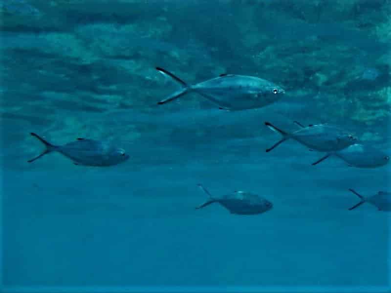 Atlantische Gabelmakrele Bläuel Bild Trachinotus ovatus tauchen kanaren kanarische inseln stachelmakrelen arten knochenfische Mittelmeer