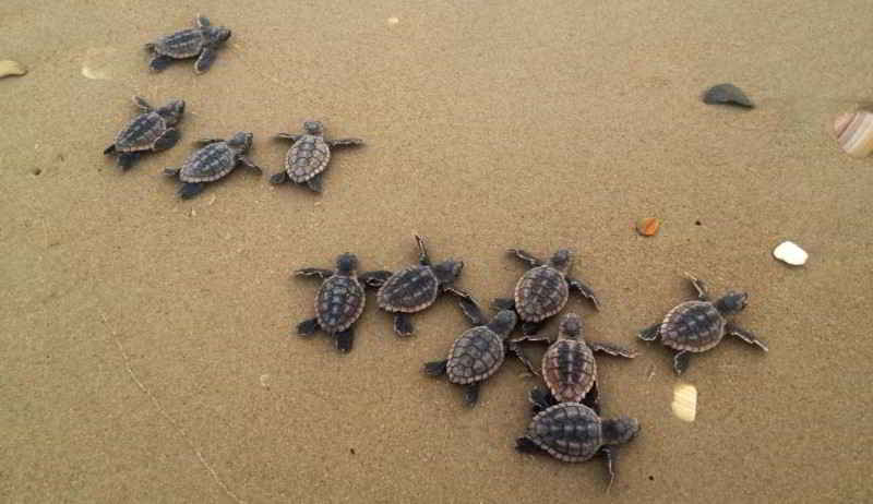 Schildkröten Kanaren Teneriffa Gran Canaria Fuerteventura Lazarote La Palma Gomera El Hierro Arten Testudinata Meereschildkröten Tauchen Kanarische Inseln Atlantik